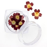 Сухоцветы №92